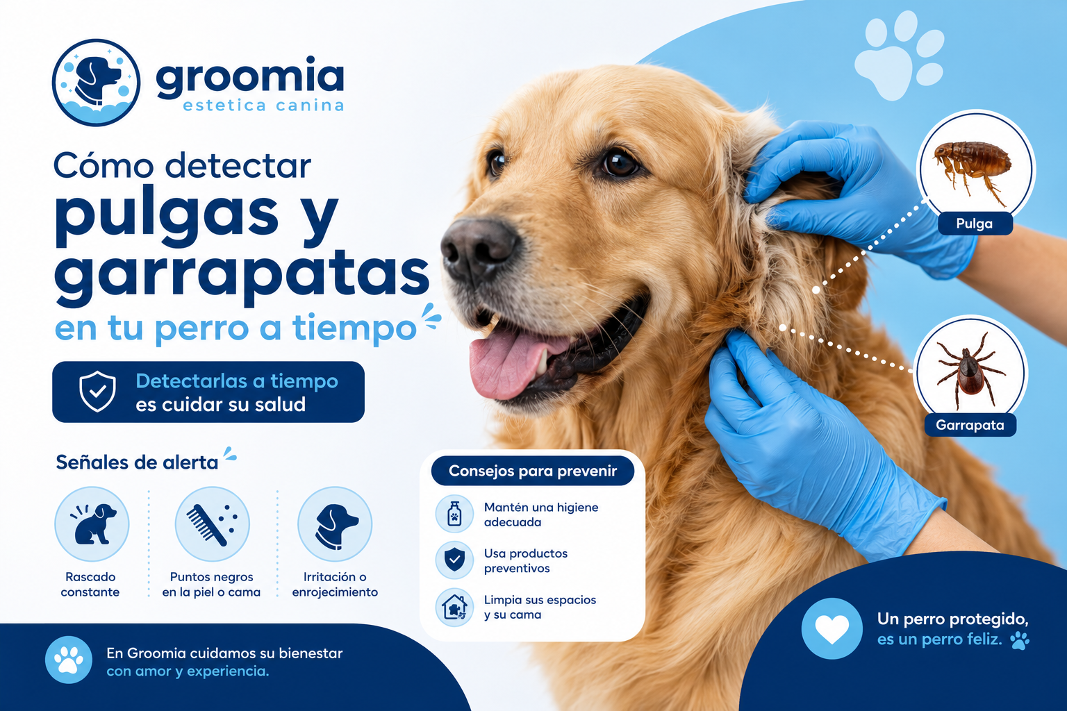 Cómo detectar pulgas y garrapatas en tu perro a tiempo